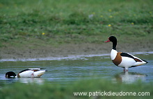 Shelduck (Tadorna tadorna) - Tadorne de Belon - 20634