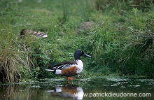 Shoveler (Anas clypeata) - Canard souchet - 20638 Shoveler (Anas clypeata) - Canard souchet - 20638