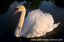 Mute Swan (Cygnus olor) - Cygne tubercule - 20641