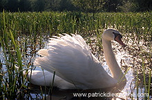 Mute Swan (Cygnus olor) - Cygne tubercule - 20643