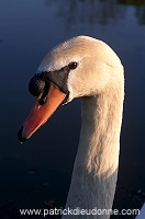 Mute Swan (Cygnus olor) - Cygne tubercule - 20644