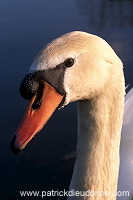 Mute Swan (Cygnus olor) - Cygne tubercule - 20645