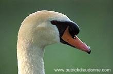 Mute Swan (Cygnus olor) - Cygne tubercule - 20648