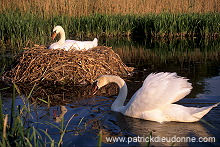 Mute Swan (Cygnus olor) - Cygne tubercule - 20650