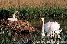 Mute Swan (Cygnus olor) - Cygne tubercule - 20652 Mute Swan (Cygnus olor) - Cygne tubercule - 20652