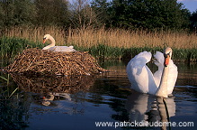 Mute Swan (Cygnus olor) - Cygne tubercule - 20653 Mute Swan (Cygnus olor) - Cygne tubercule - 20653