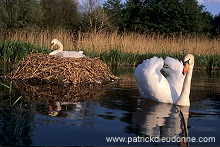 Mute Swan (Cygnus olor) - Cygne tubercule - 20656 Mute Swan (Cygnus olor) - Cygne tubercule - 20656