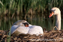 Mute Swan (Cygnus olor) - Cygne tubercule - 20657 Mute Swan (Cygnus olor) - Cygne tubercule - 20657