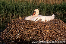 Mute Swan (Cygnus olor) - Cygne tubercule - 20660