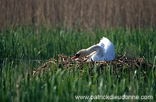 Mute Swan (Cygnus olor) - Cygne tubercule - 20661