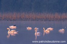 Mute Swan (Cygnus olor) - Cygne tubercule - 20663