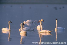 Mute Swan (Cygnus olor) - Cygne tubercule - 20664