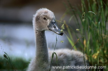 Mute Swan (Cygnus olor) - Cygne tubercule - 20665