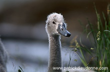 Mute Swan (Cygnus olor) - Cygne tubercule - 20666