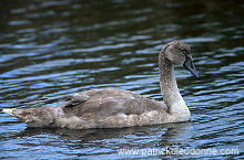 Mute Swan (Cygnus olor) - Cygne tubercule - 20667