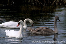 Mute Swan (Cygnus olor) - Cygne tubercule - 20669