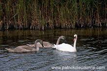 Mute Swan (Cygnus olor) - Cygne tubercule - 20670