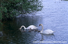 Mute Swan (Cygnus olor) - Cygne tubercule - 20672