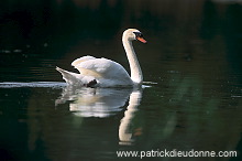 Mute Swan (Cygnus olor) - Cygne tubercule - 20673 Mute Swan (Cygnus olor) - Cygne tubercule - 20673
