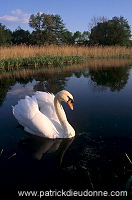 Mute Swan (Cygnus olor) - Cygne tubercule - 20674