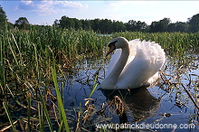 Mute Swan (Cygnus olor) - Cygne tubercule - 20675