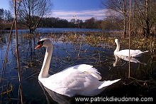 Mute Swan (Cygnus olor) - Cygne tubercule - 20676