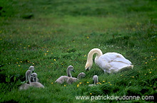 Mute Swan (Cygnus olor) - Cygne tubercule - 20678