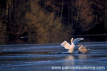 Mute Swan (Cygnus olor) - Cygne tubercule - 20679