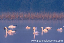 Mute Swan (Cygnus olor) - Cygne tubercule - 20680