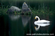 Whooper Swan (Cygnus cygnus) - Cygne chanteur - 20681