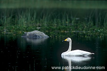 Whooper Swan (Cygnus cygnus) - Cygne chanteur - 20682