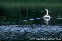 Whooper Swan (Cygnus cygnus) - Cygne chanteur - 20683