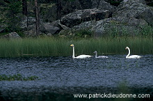 Whooper Swan (Cygnus cygnus) - Cygne chanteur - 20686 Whooper Swan (Cygnus cygnus) - Cygne chanteur - 20686