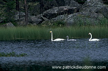 Whooper Swan (Cygnus cygnus) - Cygne chanteur - 20686