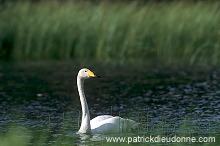 Whooper Swan (Cygnus cygnus) - Cygne chanteur - 20687