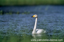 Whooper Swan (Cygnus cygnus) - Cygne chanteur - 20689 Whooper Swan (Cygnus cygnus) - Cygne chanteur - 20689