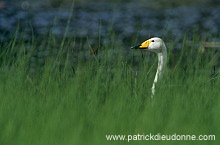 Whooper Swan (Cygnus cygnus) - Cygne chanteur - 20691 Whooper Swan (Cygnus cygnus) - Cygne chanteur - 20691