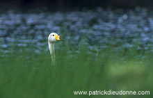 Whooper Swan (Cygnus cygnus) - Cygne chanteur - 20692