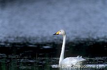 Whooper Swan (Cygnus cygnus) - Cygne chanteur - 20694