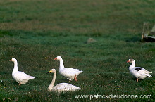 Whooper Swan (Cygnus cygnus) - Cygne chanteur - 20695