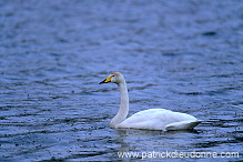 Whooper Swan (Cygnus cygnus) - Cygne chanteur - 20696