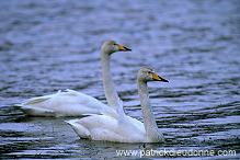 Whooper Swan (Cygnus cygnus) - Cygne chanteur - 20698 Whooper Swan (Cygnus cygnus) - Cygne chanteur - 20698