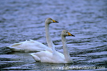 Whooper Swan (Cygnus cygnus) - Cygne chanteur - 20698