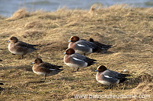 Wigeon (Anas penelope) - Canard siffleur - 20699