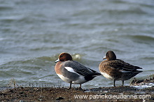 Wigeon (Anas penelope) - Canard siffleur - 20700