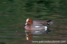 Wigeon (Anas penelope) - Canard siffleur - 20701 Wigeon (Anas penelope) - Canard siffleur - 20701