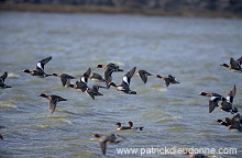 Wigeon (Anas penelope) - Canard siffleur - 20702