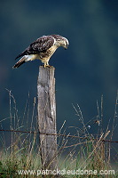 Common Buzzard (Buteo buteo) - Buse variable - 20704