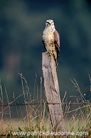 Common Buzzard (Buteo buteo) - Buse variable -  20705