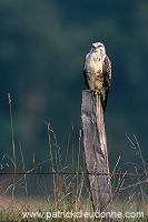 Common Buzzard (Buteo buteo) - Buse variable - 20706